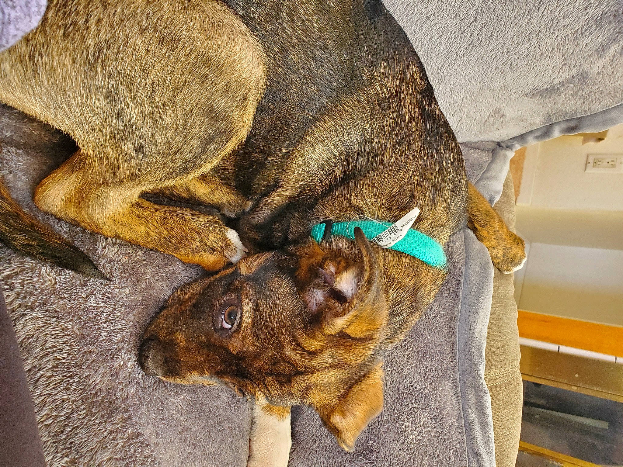 Yokai is registered to the contest to win money with this photo: canidae, carnivore, dog, dog_breed, ear, fawn, mountain_cur, puppy, sporting_group