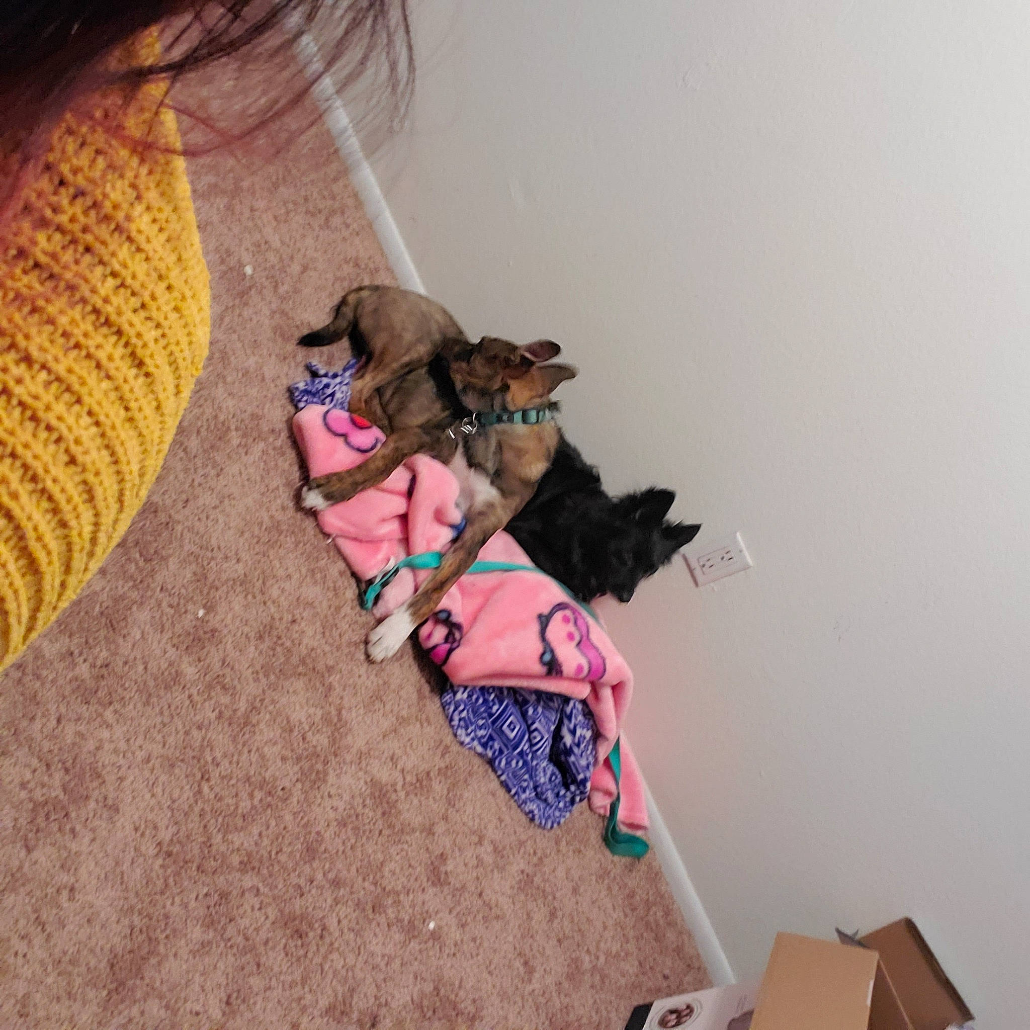 Yokai is registered to the contest to win money with this photo: canidae, carnivore, cat, dog, dog_clothes, fawn, felidae, floor, kitten, non_sporting_group, pink, pug, puppy, textile, toy_dog