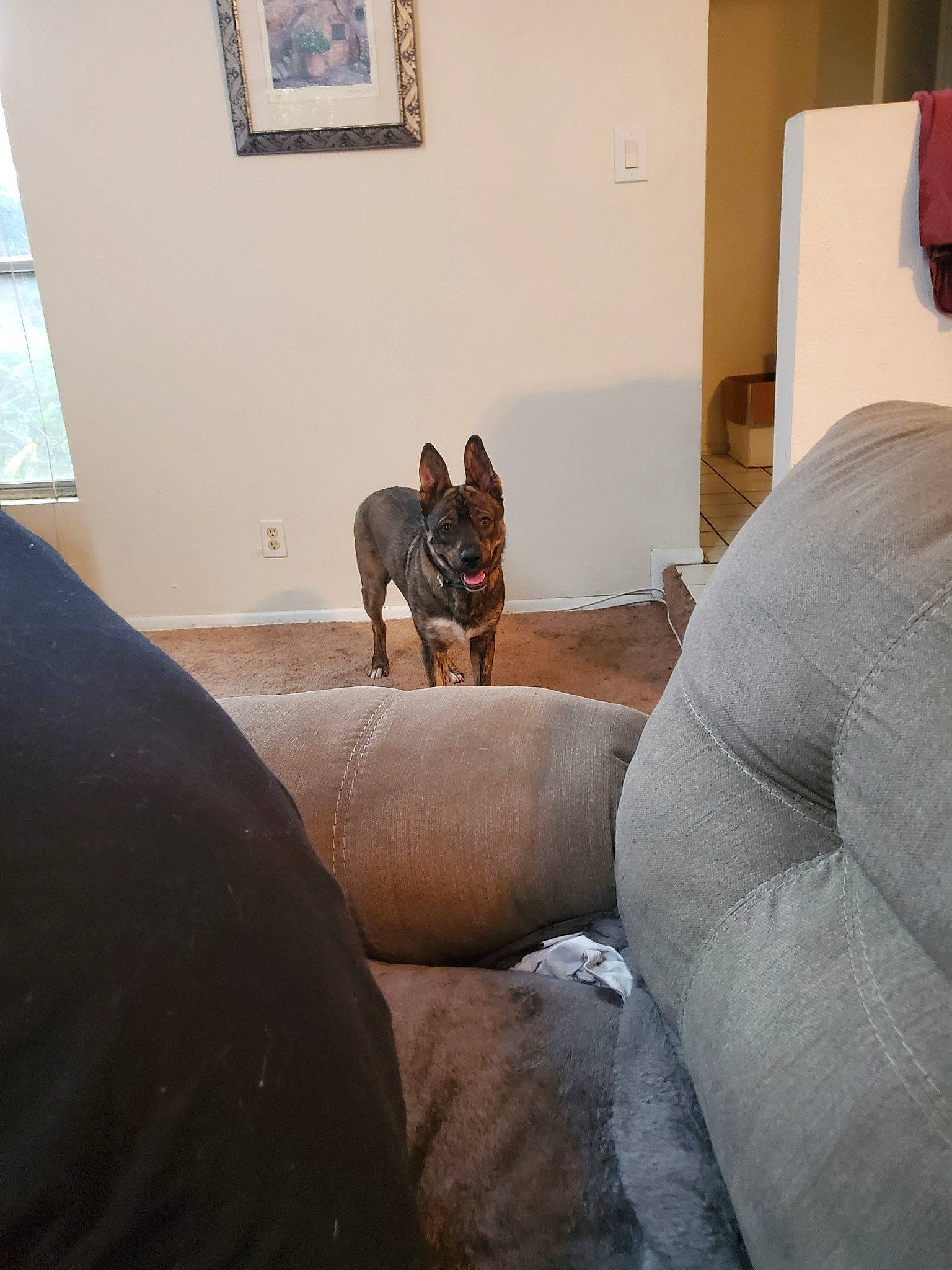 Yokai is registered to the contest to win money with this photo: canidae, carnivore, chair, comfort, couch, dobermann, dog, fawn, floor, flooring, furniture, guard_dog, leg, miniature_pinscher, non_sporting_group, room