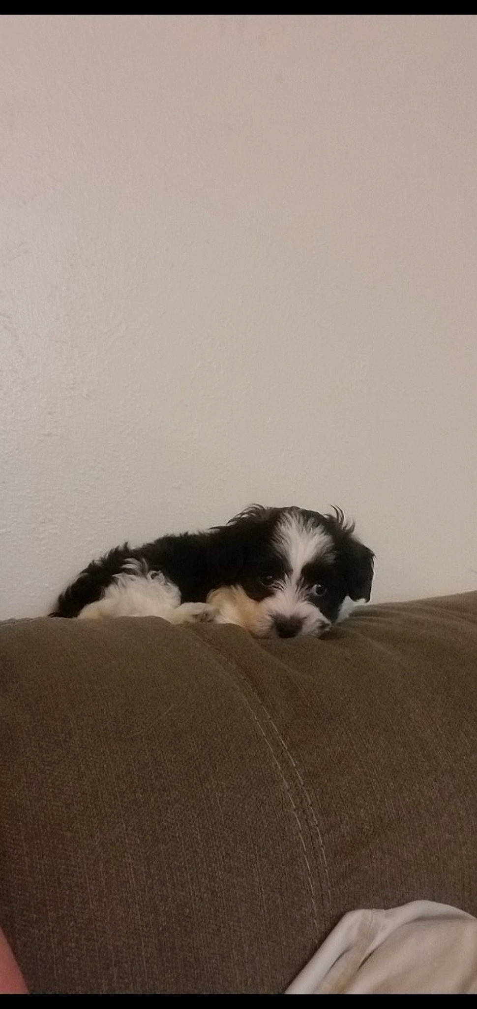 King is registered to the contest to win money with this photo: canidae, carnivore, cavachon, cavalier_king_charles_spaniel, cavapoo, cockapoo, companion_dog, dog, dog_breed, havanese, kyi_leo, lhasa_apso, mal_shi, mammal, morkie, puppy, shih_tzu, sporting_group, tibetan_terrier, toy_dog