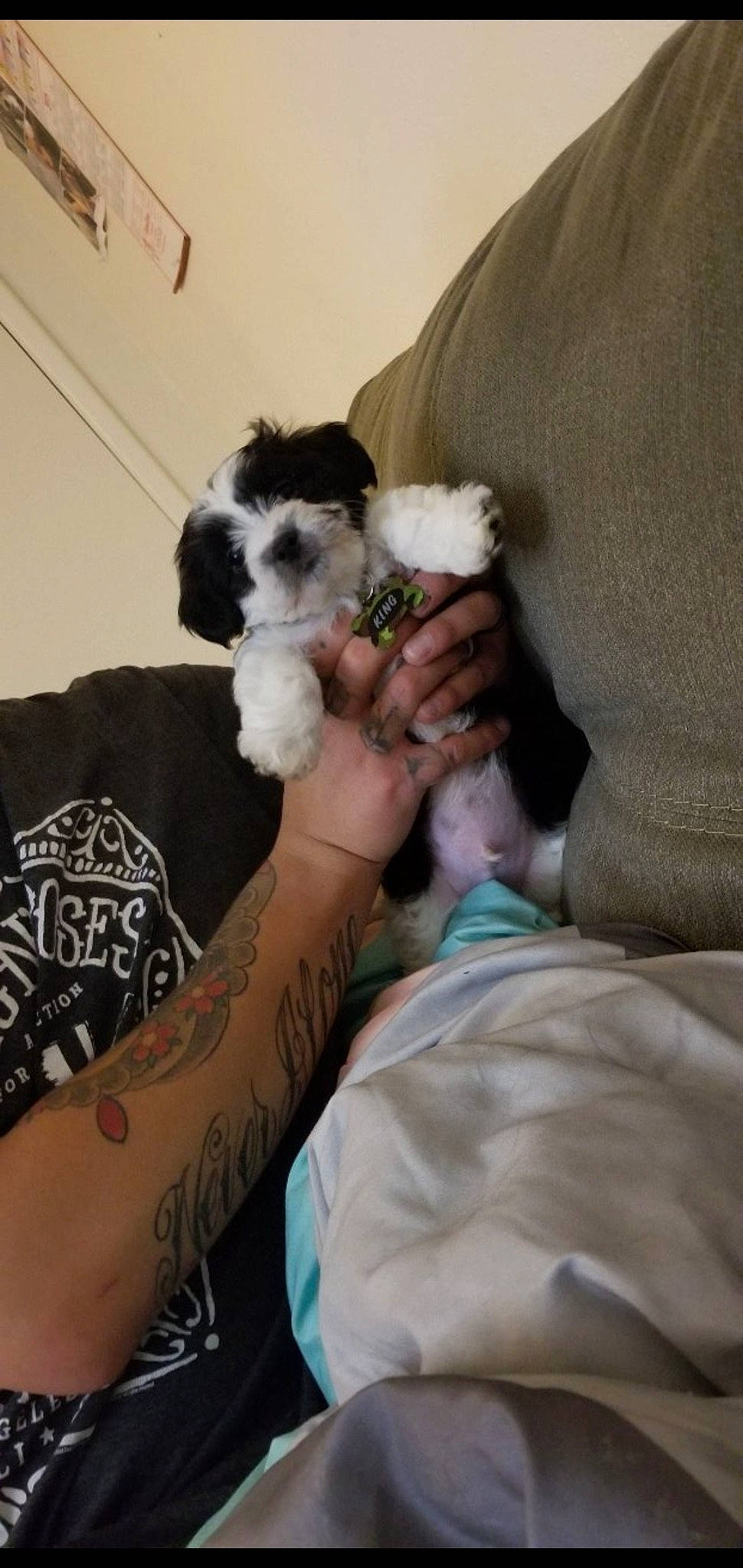 King is registered to the contest to win money with this photo: canidae, carnivore, chinese_imperial_dog, companion_dog, dog, dog_breed, havanese, lhasa_apso, mal_shi, maltese, mammal, morkie, non_sporting_group, puppy, puppy_love, shih_poo, shih_tzu, sporting_group, toy_dog, toy_poodle