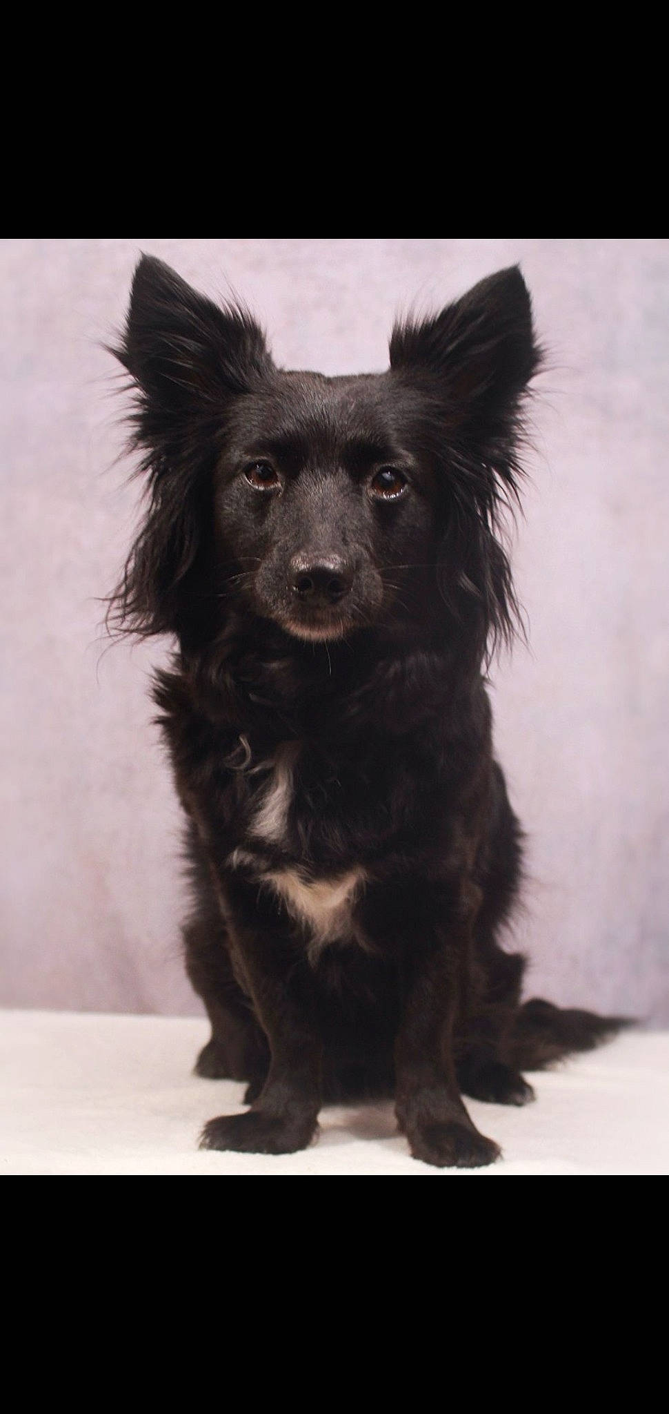 Navi is registered to the contest to win money with this photo: canidae, carnivore, companion_dog, dog, dog_breed, mammal, mudi, puppy, rare_breed_dog, snout, vertebrate