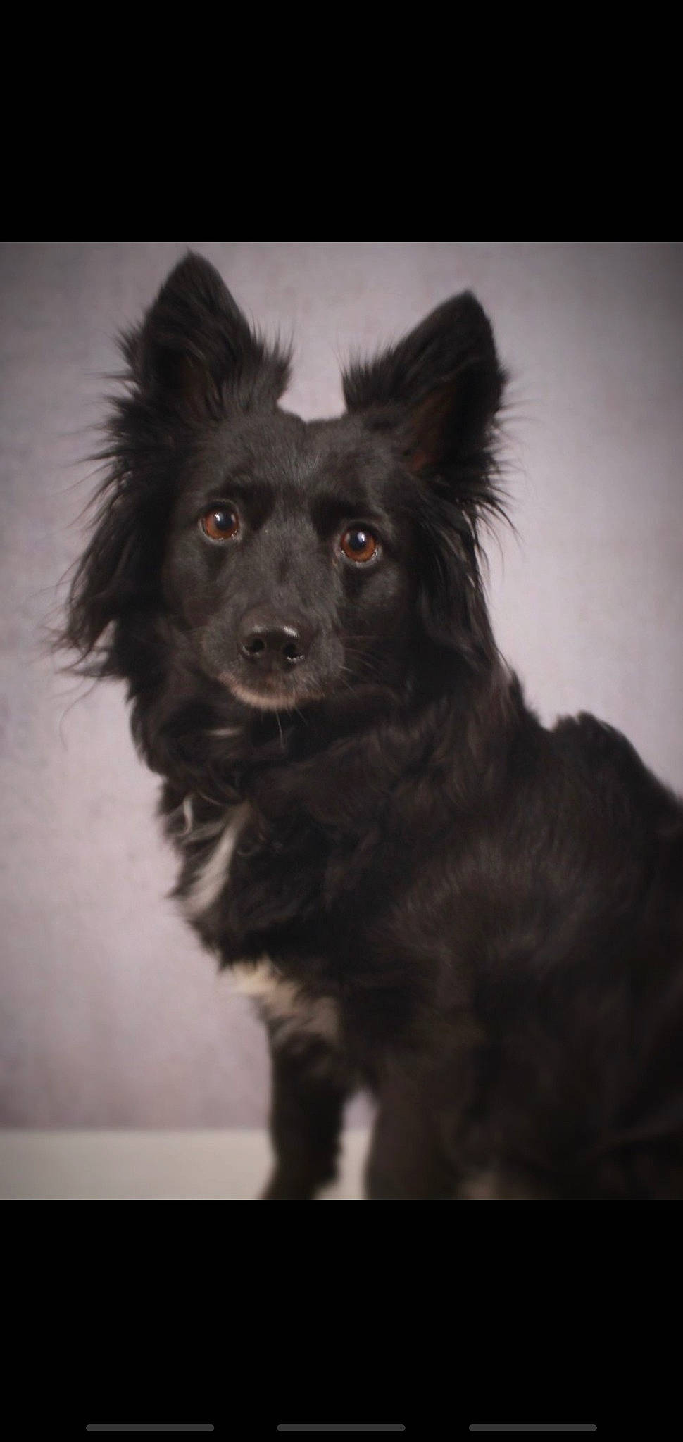 Navi joined the competition — help win amazing prizes! black_and_white, border_collie, canidae, carnivore, companion_dog, dog, dog_breed, mammal, mudi, rare_breed_dog, snout, vertebrate