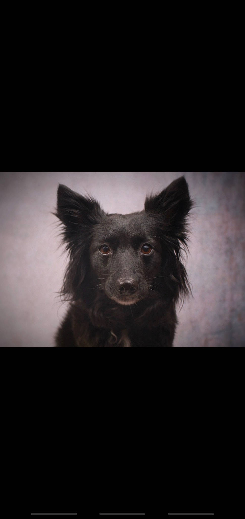 Navi joined the competition — help win amazing prizes! black_and_white, canidae, carnivore, dog, dog_breed, mammal, mudi, schipperke, sky, snout