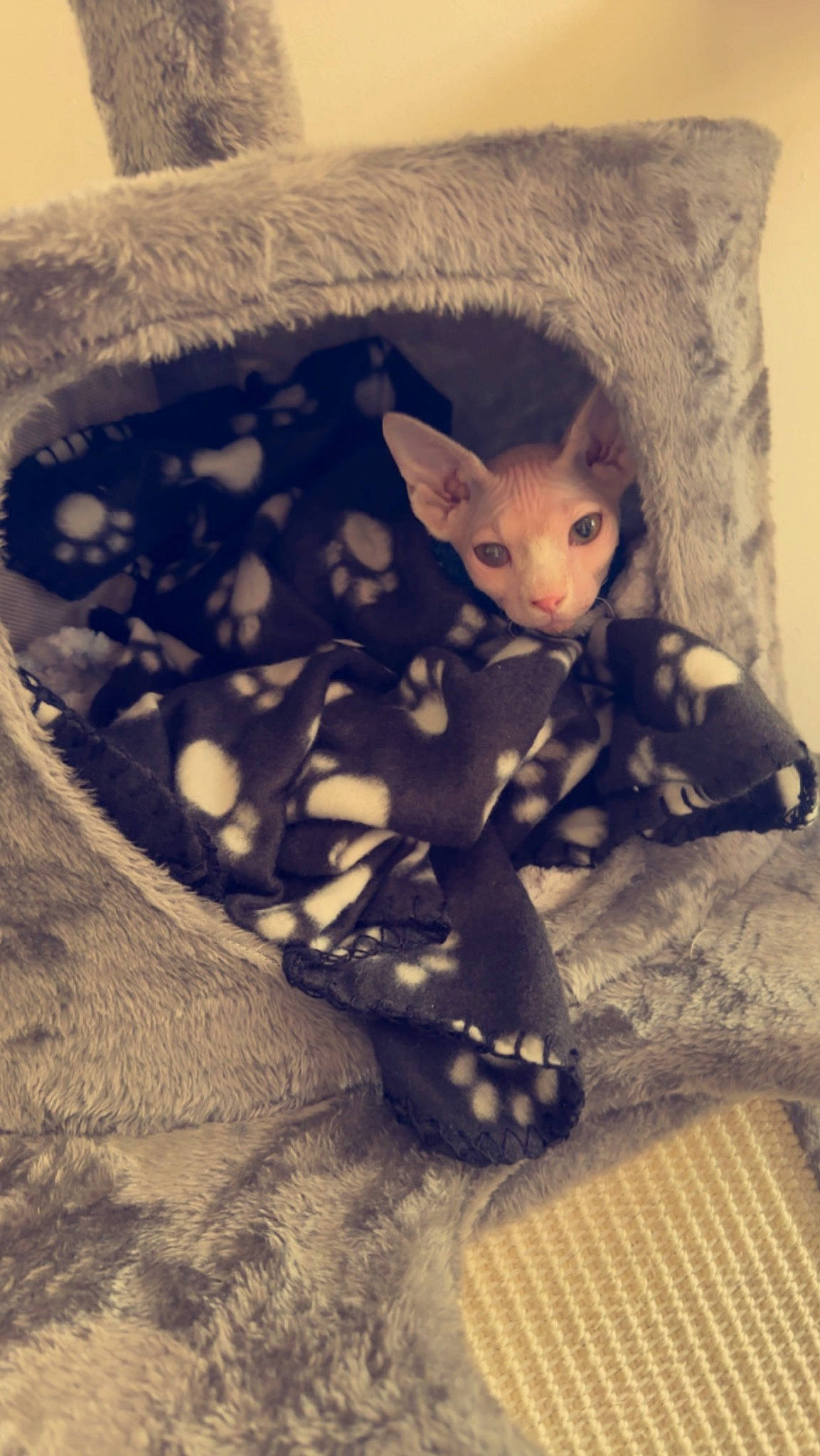 Leo is registered to the contest to win money with this photo: bed, carnivore, cat, comfort, doll, dress, eye, fashion_accessory, fawn, felidae, fur, linens, pattern, sleeve, small_to_medium_sized_cats, snout, stuffed_toy, tail, toy, whiskers