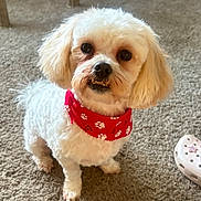 Arlo joined the competition — help win amazing prizes! dog, small_dog, white_fur, red_bandana, bandana, pet, indoor, carpet, paw, portrait, cute, looking_up, teeth, groomed, living_room, shelf, shoe, home, companion, mammal