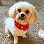dog, small_dog, white_fur, red_bandana, bandana, pet, indoor, carpet, paw, portrait, cute, looking_up, teeth, groomed, living_room, shelf, shoe, home, companion, mammal