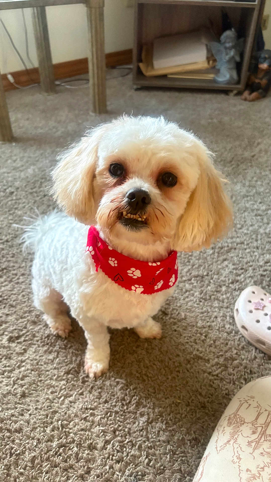 Arlo joined the competition — help win amazing prizes! dog, small_dog, white_fur, red_bandana, bandana, pet, indoor, carpet, paw, portrait, cute, looking_up, teeth, groomed, living_room, shelf, shoe, home, companion, mammal