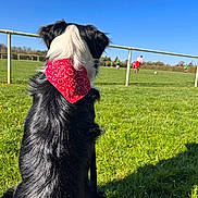 Rasta participe au concours pour gagner de l'argent avec cette photo : dog, black_and_white, bandana, red_bandana, grass, field, soccer, sports, outdoor, sunny, blue_sky, pet, animal, watching, playing, people, goal_post, leisure, daytime, canine