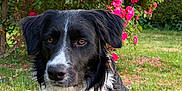 Rasta a rejoint le concours — aidez-le/la à gagner de superbes lots ! dog, black_and_white, border_collie, pet, animal, outdoor, garden, flowers, roses, greenery, grass, nature, fur, portrait, canine, summer, plant, bush, cute, mammal