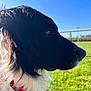Rasta a rejoint le concours — aidez-le/la à gagner de superbes lots ! dog, black_and_white, collar, outdoor, grass, blue_sky, sunlight, pet, animal, profile, fur, closeup, nature, daytime, canine, looking, leash, park, field, bright