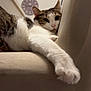 cat, feline, pet, indoor, chair, paw, stretching, relaxed, white, brown, tabby, fur, clock, wall, home, leisure, closeup, animal, cute, resting