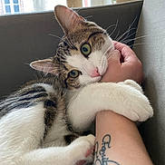 Rolex a rejoint le concours — aidez-le/la à gagner de superbes lots ! cat, tabby, white_fur, pet, playing, human_arm, tattoo, couch, indoor, window, natural_light, whiskers, paw, claws, relaxing, feline, curious, close_up, home, cat_tree