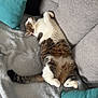 cat, tabby, white_fur, couch, pillow, gray_couch, teal_pillow, black_pillow, relaxing, sleeping, pet, indoor, feline, fluffy, fur, animal, cozy, soft_blanket, resting, comfortable