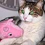 cat, tabby, white_fur, green_eyes, plush_toy, pink_toy, stuffed_animal, close_up, indoor, pet, animal, clock, blurred_background, soft_fur, relaxed, cute, mammal, domestic_cat, resting, cozy