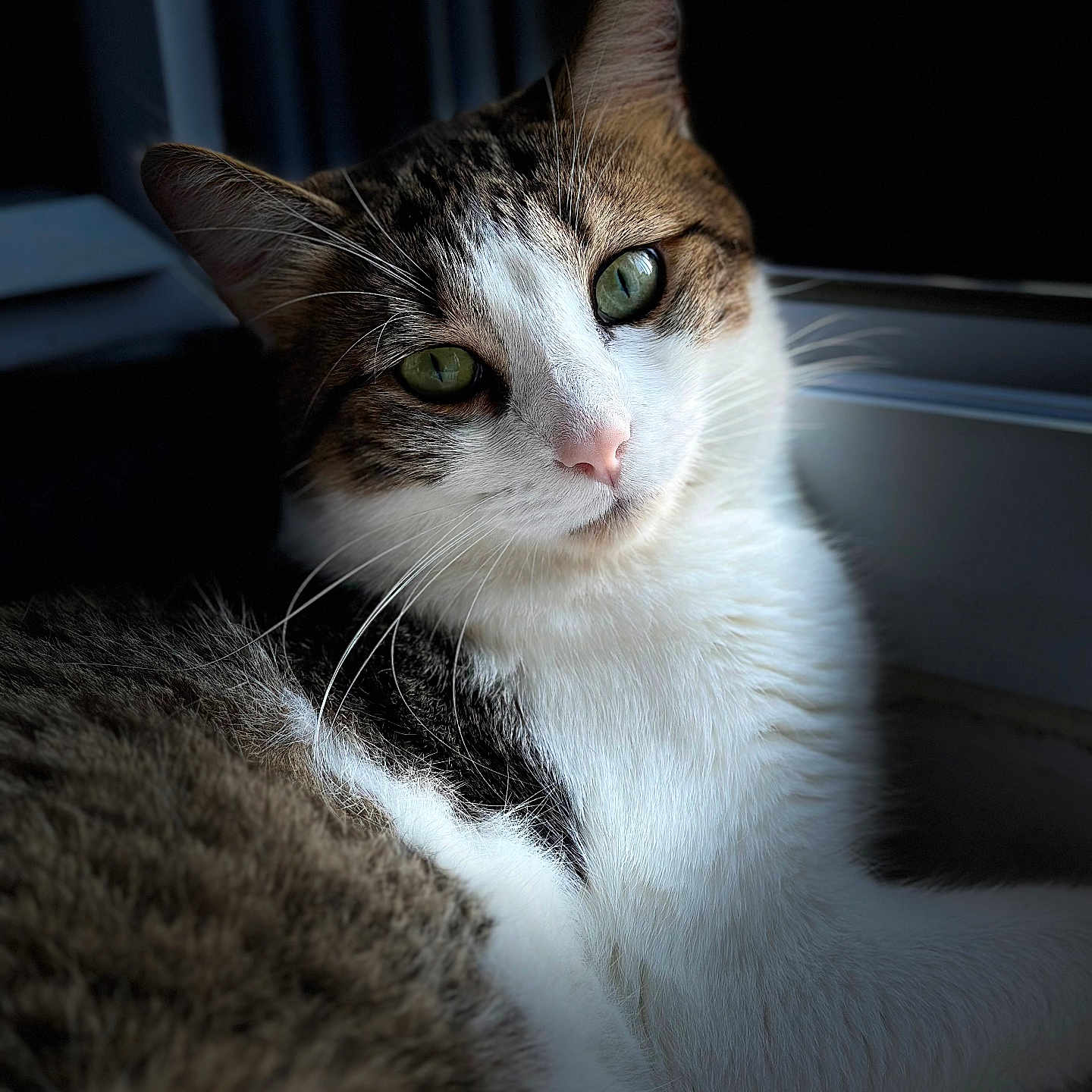Rolex a rejoint le concours — aidez-le/la à gagner de superbes lots ! animal, calm, cat, closeup, cute, domestic_cat, feline, fur_texture, green_eyes, indoor, natural_light, pet, portrait, relaxed, resting, soft_fur, tabby, whiskers, white_fur, window