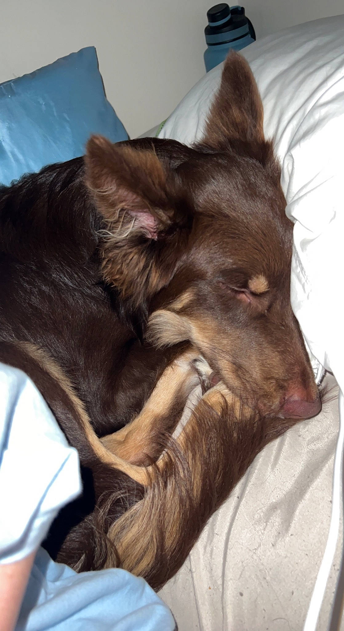 Hades is registered to the contest to win money with this photo: canidae, carnivore, claw, comfort, companion_dog, dog, dog_breed, ear, fawn, felidae, fur, guard_dog, liver, paw, small_to_medium_sized_cats, snout, sporting_group, terrestrial_animal, whiskers, working_animal