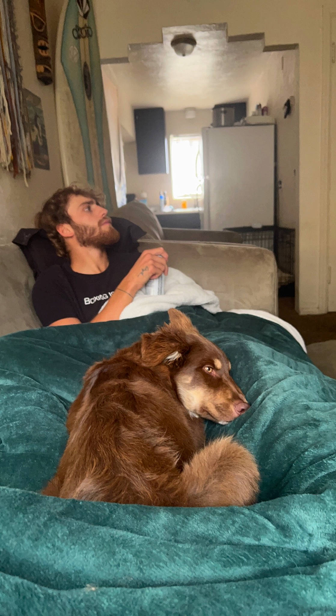 Hades is registered to the contest to win money with this photo: beard, canidae, carnivore, comfort, companion_dog, dog, dog_breed, fawn, felidae, flooring, fun, fur, lap, linens, liver, picture_frame, room, sitting, sporting_group, working_animal