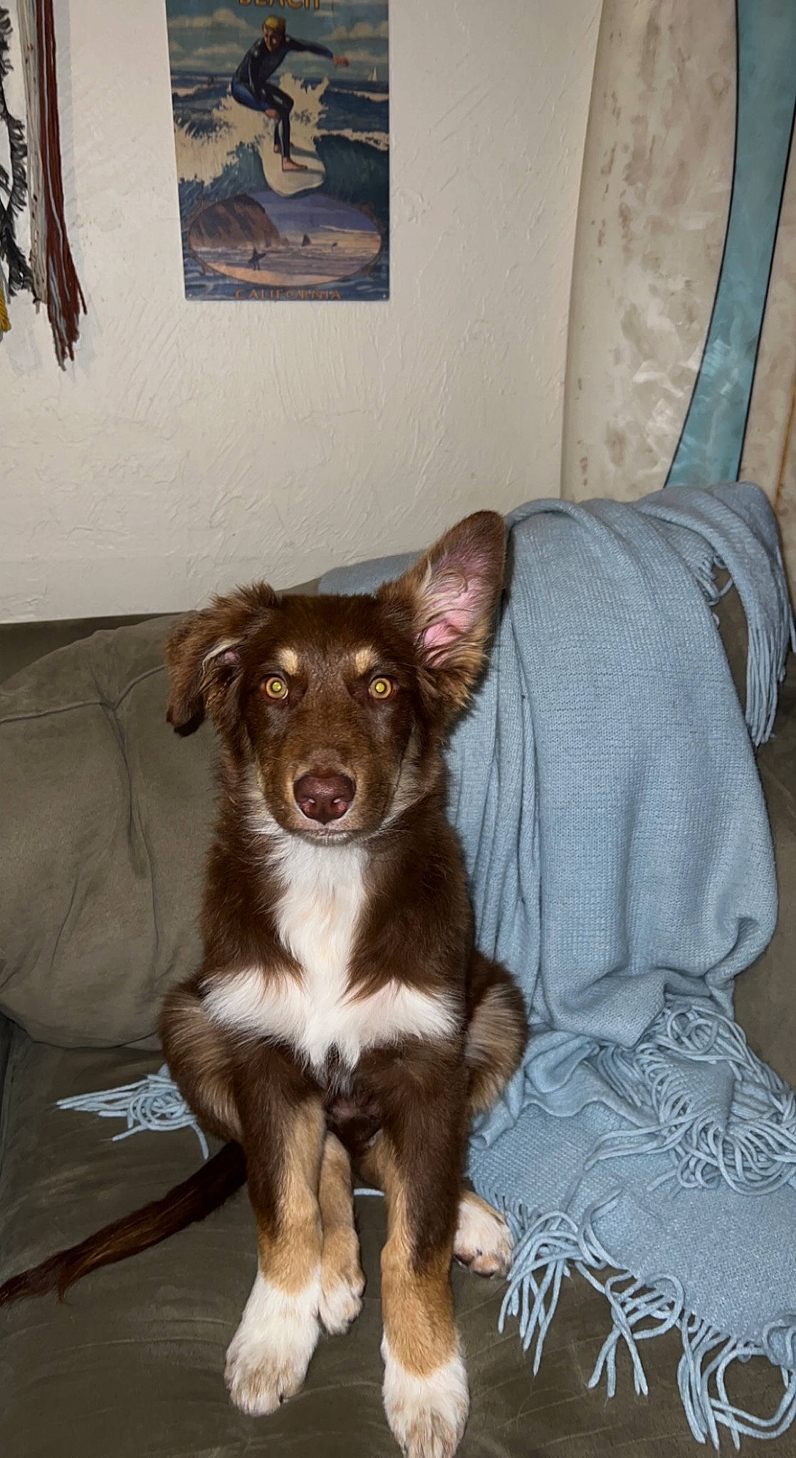 Hades joined the competition — help win amazing prizes! bored, carnivore, comfort, companion_dog, dog, dog_breed, ear, fawn, fur, liver, picture_frame, terrestrial_animal, toy_dog, whiskers, working_animal