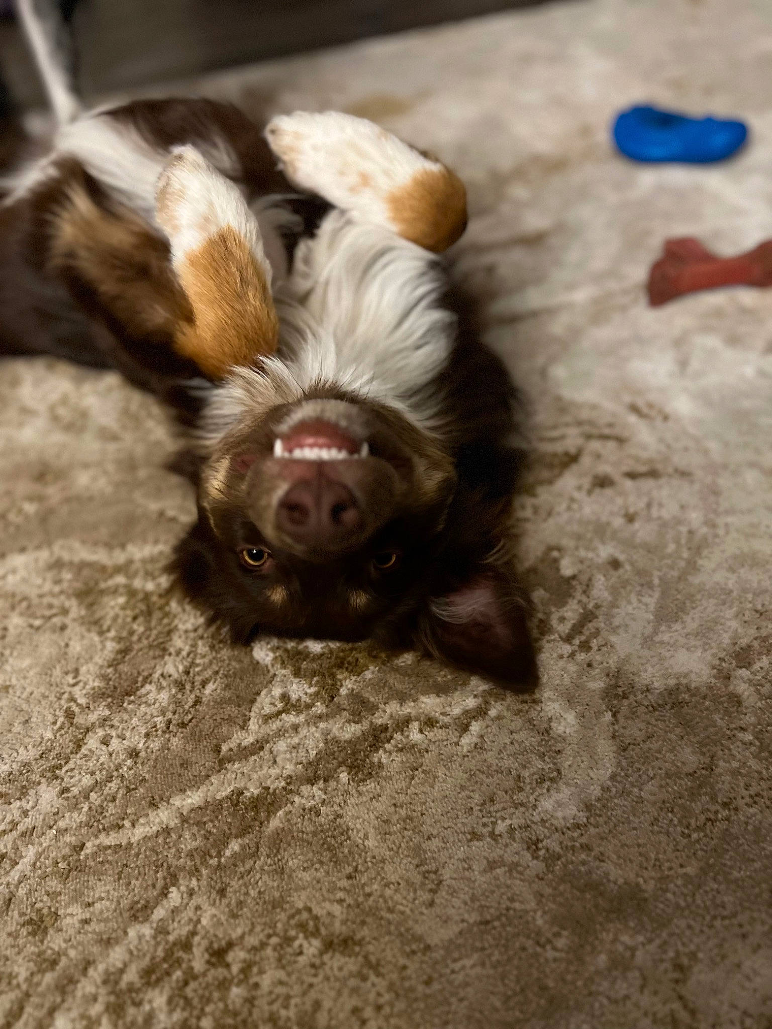 Hades joined the competition — help win amazing prizes! carnivore, companion_dog, dog, dog_breed, fawn, felidae, foot, fur, grass, liver, paw, sand, small_to_medium_sized_cats, soil, sporting_group, terrestrial_animal, toy_dog, whiskers, wood, working_animal