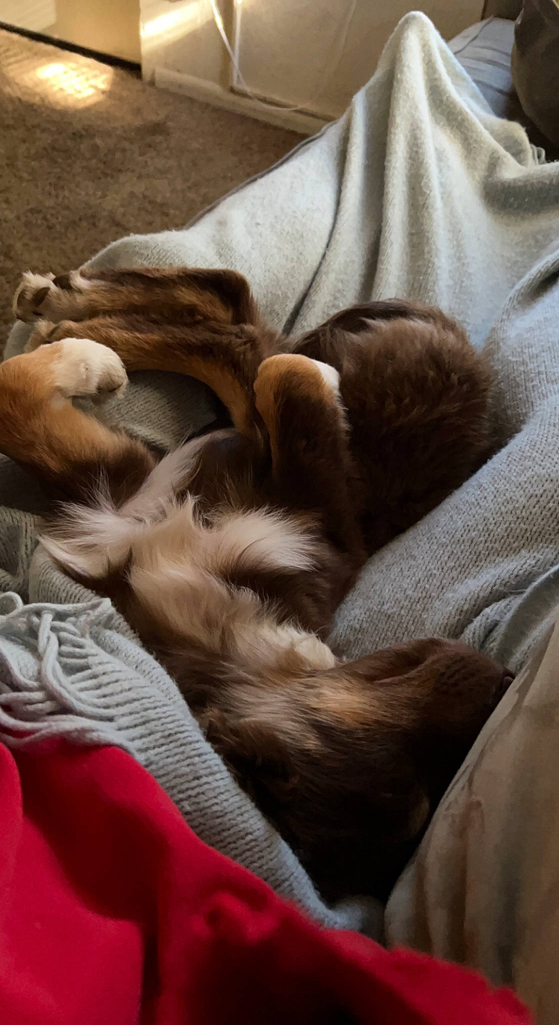 Hades joined the competition — help win amazing prizes! brown, canidae, carnivore, comfort, companion_dog, dog_breed, fawn, felidae, flooring, fur, human_leg, linens, liver, nap, paw, small_to_medium_sized_cats, sporting_group, tail, whiskers, wood