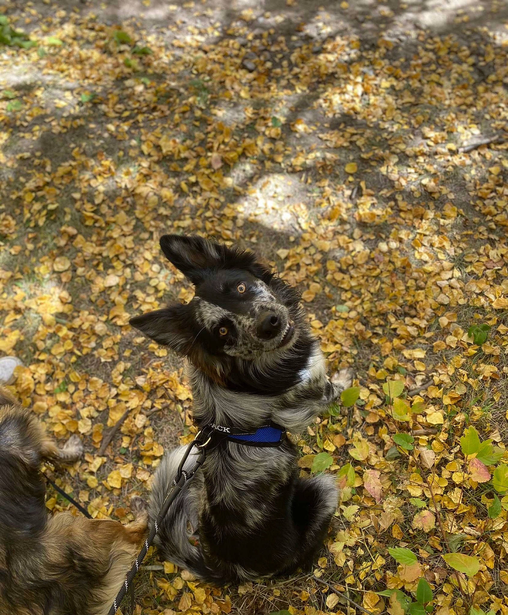 Apollo joined the competition — help win amazing prizes! bedrock, carnivore, dog, dog_breed, felidae, fur, grass, hunting_dog, rock, shadow, soil, sporting_group, tail, terrestrial_animal, wildlife, wood, working_animal