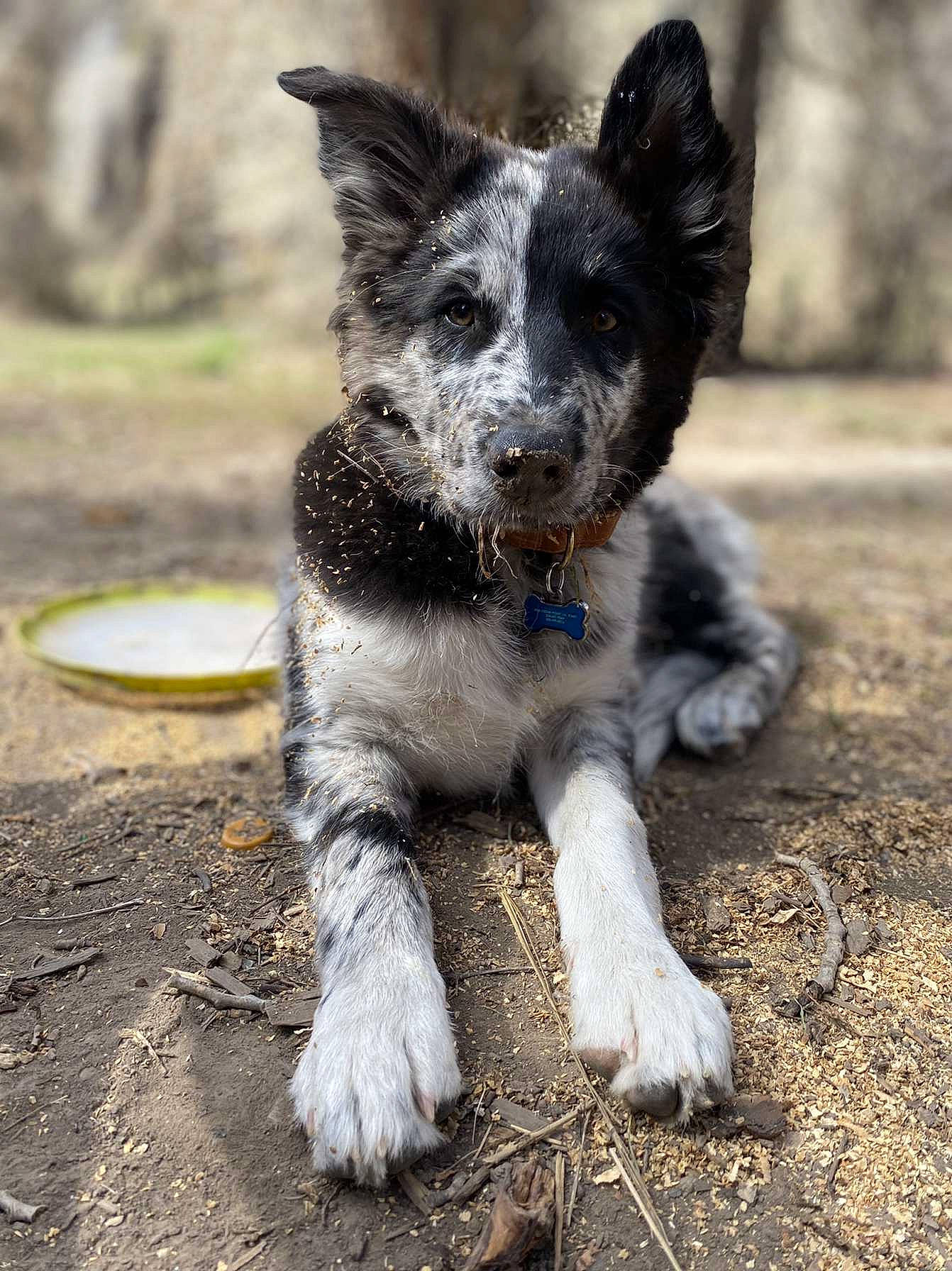 Apollo joined the competition — help win amazing prizes! australian_cattle_dog, canidae, carnivore, companion_dog, dog, dog_breed, eye, fur, grass, paw, plant, snout, soil, sporting_group, tail, terrestrial_animal, terrier, whiskers, working_animal, working_dog