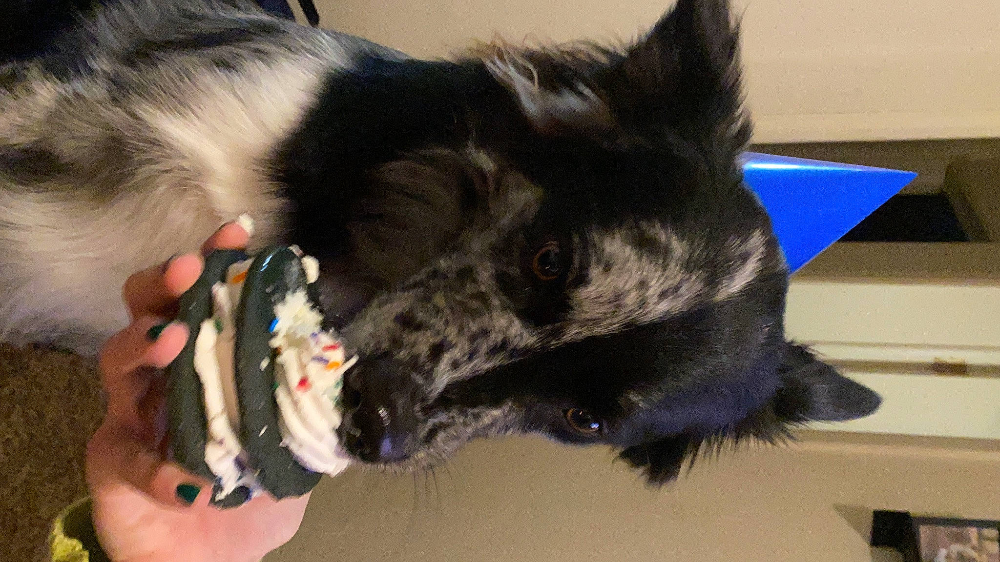 Apollo joined the competition — help win amazing prizes! canidae, carnivore, collar, companion_dog, dog, dog_breed, dog_collar, dog_supply, ear, fang, fashion_accessory, fur, herding_dog, jaw, mammal, snout, sporting_group, vertebrate, whiskers, working_animal