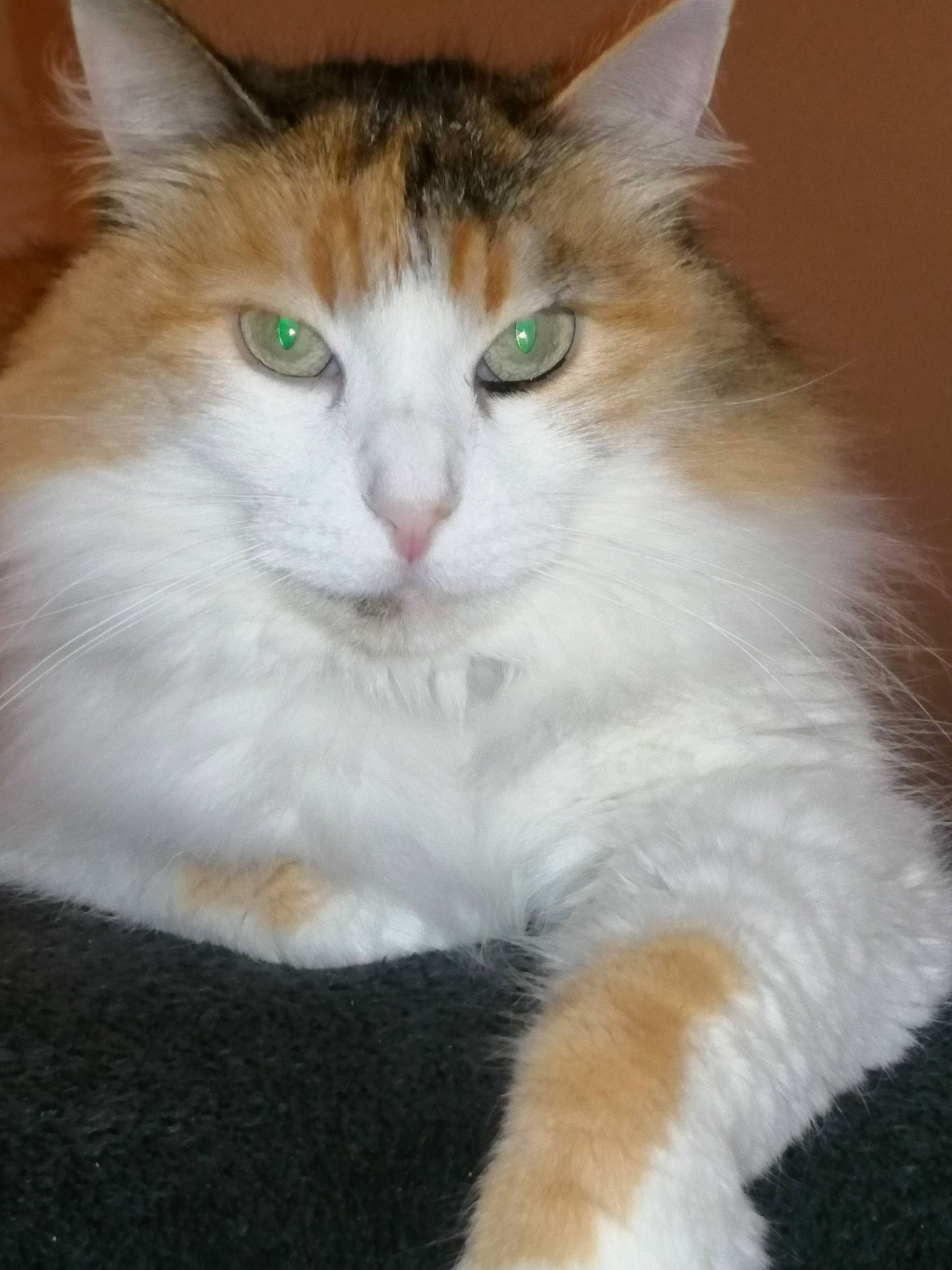 Angie participe au concours pour gagner de l'argent avec cette photo : aegean_cat, asian_semi_longhair, british_semi_longhair, carnivore, cat, cymric, domestic_long_haired_cat, fawn, felidae, kitten, maine_coon, mammal, norwegian_forest_cat, ragamuffin, siberian, small_to_medium_sized_cats, turkish_van, vertebrate, whiskers