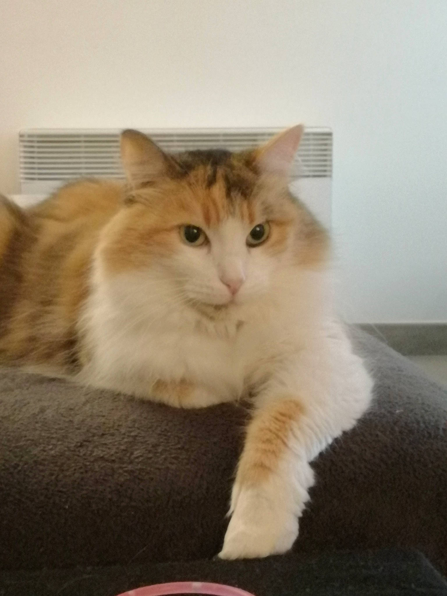 Angie a rejoint le concours — aidez-le/la à gagner de superbes lots ! aegean_cat, british_semi_longhair, carnivore, cat, cymric, domestic_long_haired_cat, domestic_short_haired_cat, european_shorthair, fawn, felidae, kitten, maine_coon, mammal, norwegian_forest_cat, polydactyl_cat, ragamuffin, ragdoll, small_to_medium_sized_cats, vertebrate, whiskers