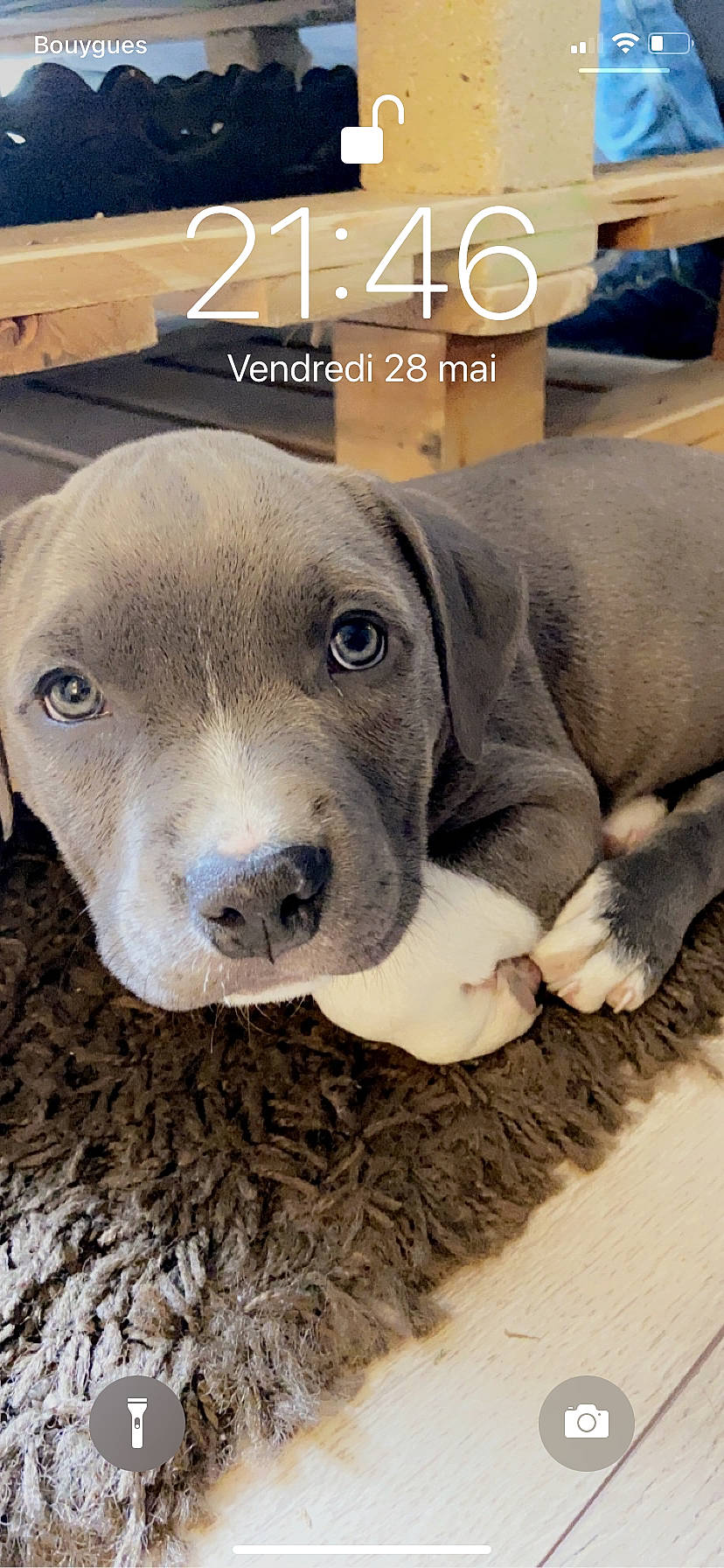 Furax a rejoint le concours — aidez-le/la à gagner de superbes lots ! brand, canidae, carnivore, companion_dog, dog, dog_breed, fawn, font, fur, internet_meme, liver, logo, pet_supply, photo_caption, snout, sporting_group, terrestrial_animal, whiskers, wildlife, working_animal