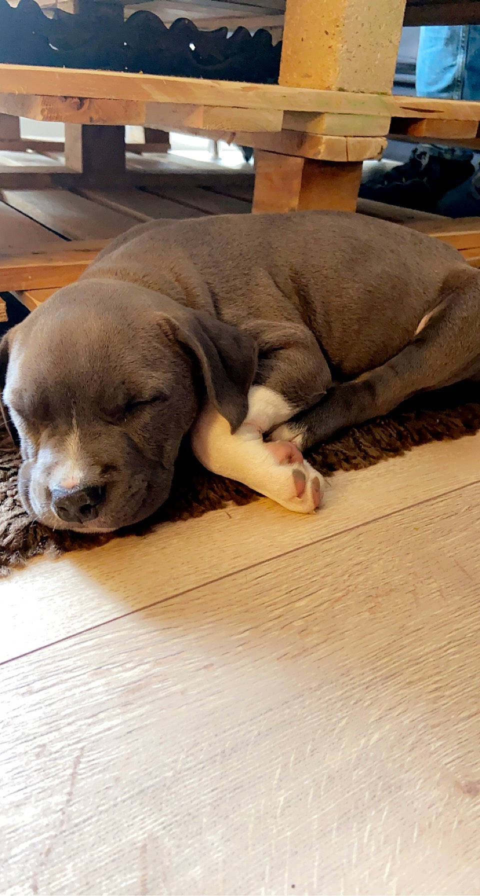 Furax participe au concours pour gagner de l'argent avec cette photo : canidae, carnivore, comfort, companion_dog, dog, dog_breed, fawn, floor, flooring, fur, hardwood, liver, nap, snout, sporting_group, terrestrial_animal, whiskers, wood, wood_flooring, working_animal