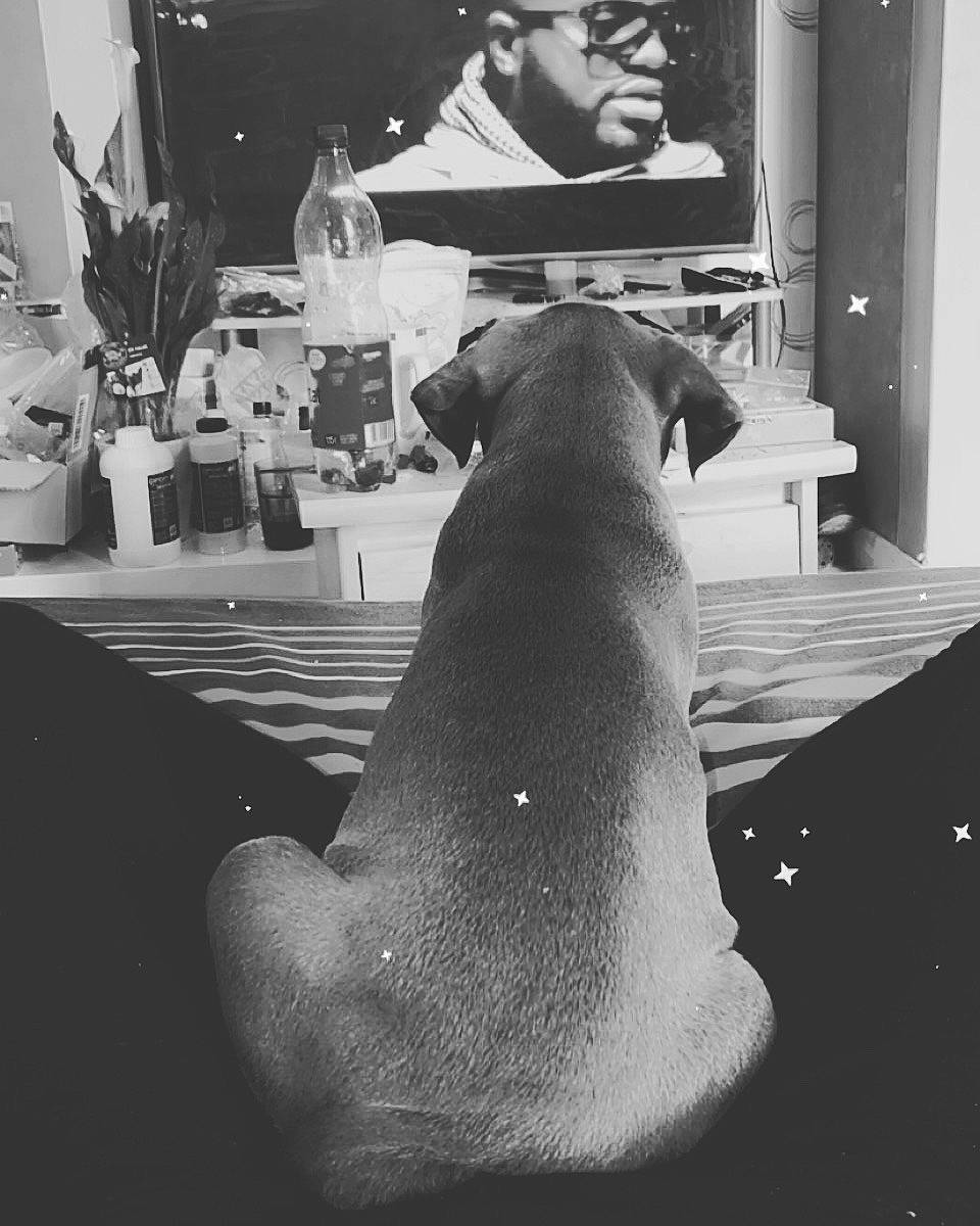 Furax a rejoint le concours — aidez-le/la à gagner de superbes lots ! black_and_white, carnivore, companion_dog, dog, dog_breed, elbow, fawn, foot, houseplant, human_leg, knee, monochrome, monochrome_photography, sitting, sporting_group, stock_photography, style, thigh, trunk, working_animal