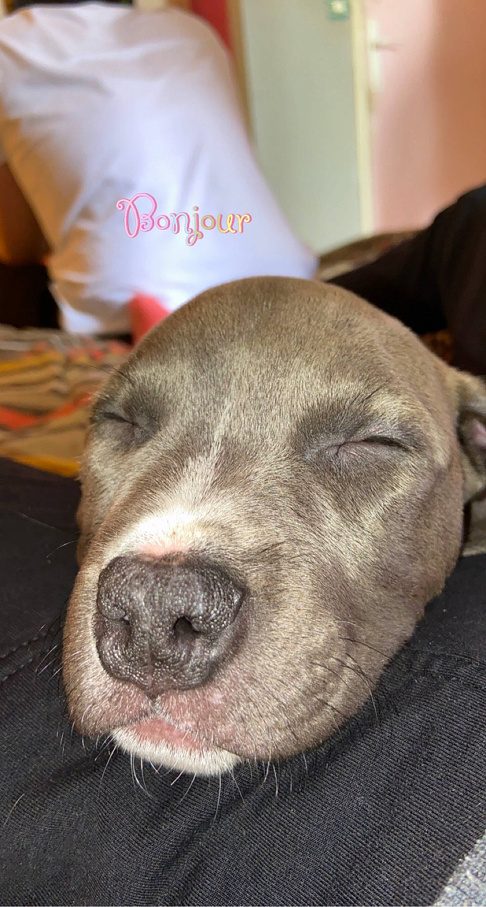 Furax a rejoint le concours — aidez-le/la à gagner de superbes lots ! canidae, carnivore, close_up, comfort, companion_dog, dog, dog_breed, ear, eye, fawn, fur, grey, head, liver, natural_material, snout, sporting_group, terrestrial_animal, whiskers, working_animal