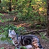 Maxwell Jack is registered to the contest to win money with this photo: animal, cat, daylight, exploring, feline, forest, greenery, ground, harness, leash, moss, nature, outdoor, pet, plant, sunlight, tree, walking, wildlife, woodland
