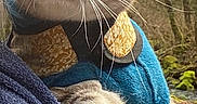 Maxwell Jack joined the competition — help win amazing prizes! alert, animal, blue_sweater, cat, closeup, curious, feline, forest, fur, leaf, nature, outdoor, paw, person, pet, shoulder, tabby_cat, tree, whiskers, yellow_pattern