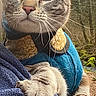 alert, animal, blue_sweater, cat, closeup, curious, feline, forest, fur, leaf, nature, outdoor, paw, person, pet, shoulder, tabby_cat, tree, whiskers, yellow_pattern