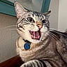 Maxwell Jack joined the competition — help win amazing prizes! alert, animal, blue_tag, cat, close_up, collar, domestic, expression, face, feline, fur, household, indoor, open_mouth, pet, tabby, teeth, texture, whiskers, wide_eyes
