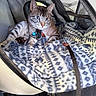 Maxwell Jack joined the competition — help win amazing prizes! animal, blanket, blue_eyes, cat, closeup, collar, comfort, cozy, cute, fabric, feline, indoor, leash, mesh, pet, pet_carrier, relaxed, resting, tabby, travel
