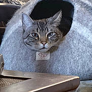 Maxwell Jack is registered to the contest to win money with this photo: animal, cat, cat_cave, cozy, curious, cute, domestic, ears, face, felt, furniture, home, indoor, patterned_background, pet, resting, soft, tabby_cat, table, whiskers
