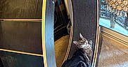 Maxwell Jack is registered to the contest to win money with this photo: animal, carpet, cat, cat_wheel, cozy, curious, decor, floor, furniture, home, indoor, light, looking_up, pet, relaxing, resting, tabby_cat, tapestry, window, wooden_furniture