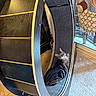 animal, carpet, cat, cat_wheel, cozy, curious, decor, floor, furniture, home, indoor, light, looking_up, pet, relaxing, resting, tabby_cat, tapestry, window, wooden_furniture