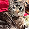 Maxwell Jack joined the competition — help win amazing prizes! animal, blue_eyes, cat, close_up, cozy, cute, domestic_cat, feline, fur, indoor, mammal, patterned_background, pet, portrait, red_fabric, relaxed, resting, soft_texture, tabby, whiskers