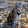 alert, animal, autumn, blue_eyes, cat, closeup, curious, daylight, domestic_cat, forest_floor, fur, harness, leash, leaves, nature, outdoor, pet, sitting, tabby_cat, whiskers
