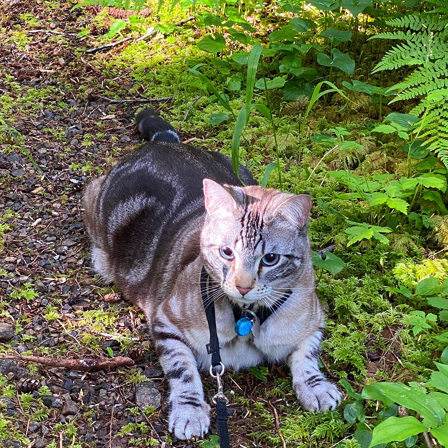 Maxwell Jack is registered to the contest to win money with this photo: accessories, animal, cat, fern, grass, green, herbal, herbs, jungle, land, leaf, nature, outdoors, pet, plant, rainforest, rock, soil, tree, vegetation