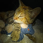 Câline a rejoint le concours — aidez-le/la à gagner de superbes lots ! cat, tabby, sleeping, stuffed_toy, plush, blanket, cozy, pet, whiskers, fur, animal, domestic_cat, relaxed, cute, soft, nap, indoor, closeup, resting, peaceful