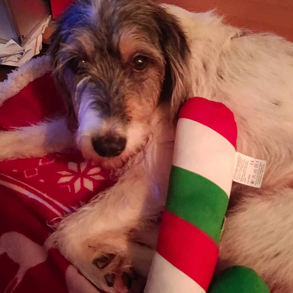 Murad a rejoint le concours — aidez-le/la à gagner de superbes lots ! animal, black, blanket, brown, candy_cane, christmas, cozy, decor, dog, fur, furniture, holiday, indoor, pet, plush_toy, reindeer_pattern, resting, soft_toy, white, wood