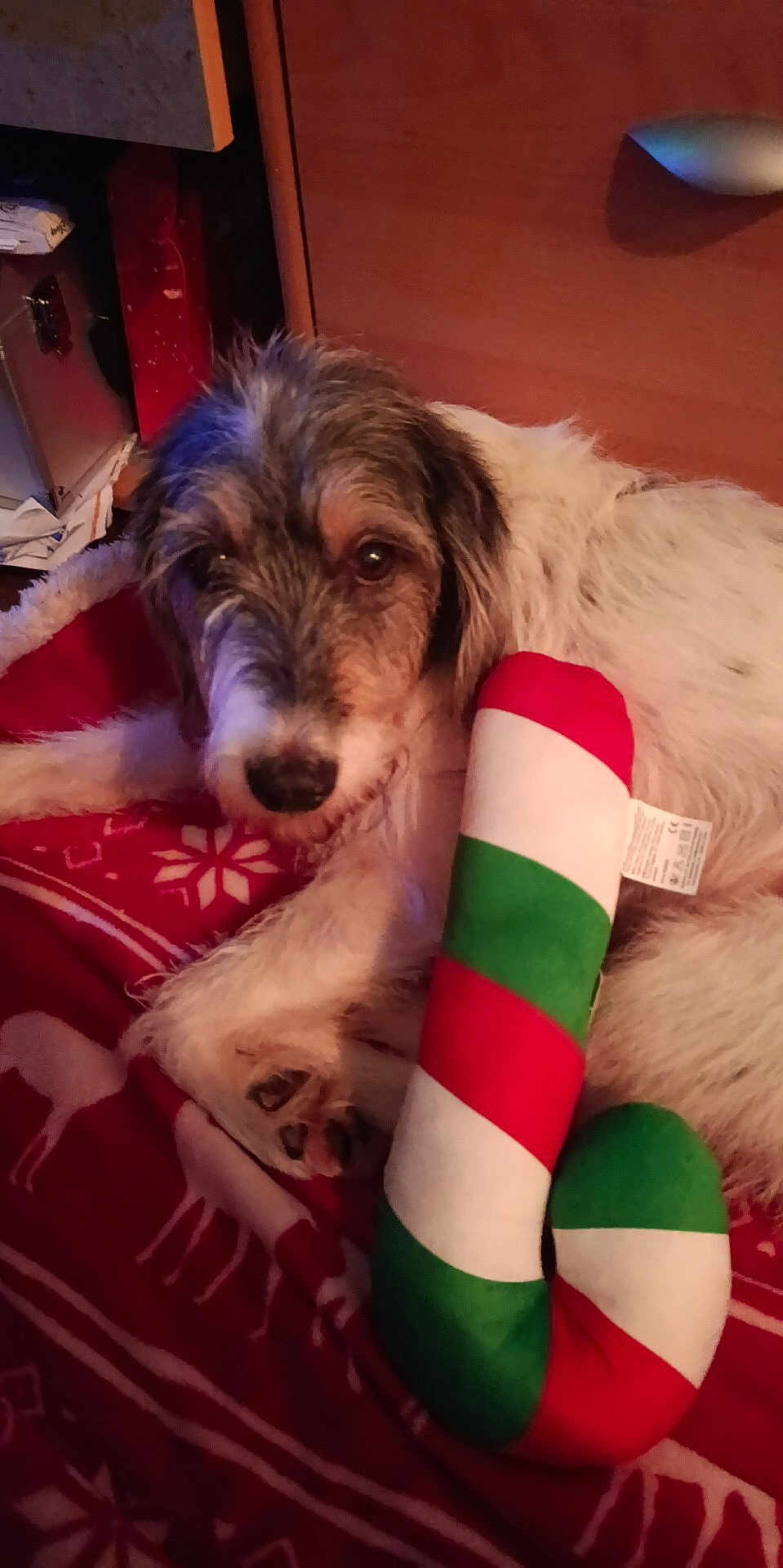 Murad a rejoint le concours — aidez-le/la à gagner de superbes lots ! animal, black, blanket, brown, candy_cane, christmas, cozy, decor, dog, fur, furniture, holiday, indoor, pet, plush_toy, reindeer_pattern, resting, soft_toy, white, wood