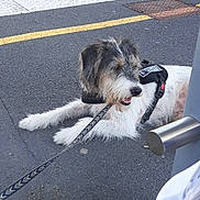 Murad a rejoint le concours — aidez-le/la à gagner de superbes lots ! asphalt, bag, black_and_white, canine, collar, daylight, dog, fur, gravel, harness, leash, metal_pole, outdoor, panting, pet, resting, shadow, sidewalk, train_track, yellow_line