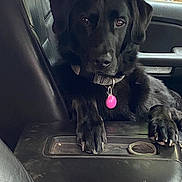 Diesel is registered to the contest to win money with this photo: dog, black_dog, pet, collar, tag, car_interior, leather_seat, paw, window, outdoor, vehicle, animal, relaxed, sitting, front_seat, comfort, domestic_animal, fur, canine, resting